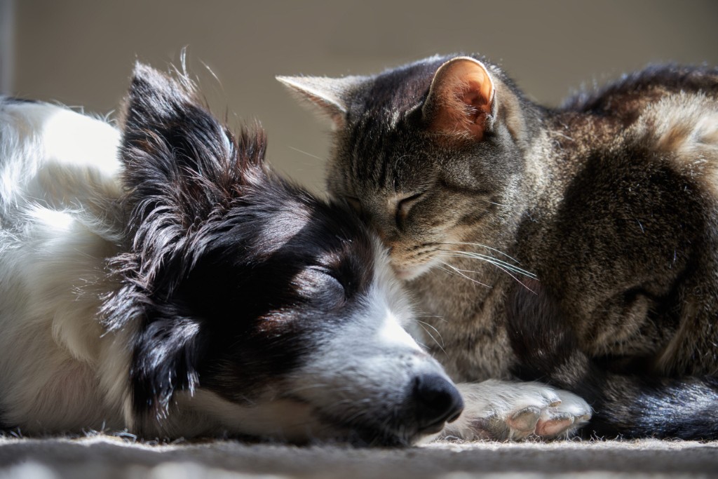 Dog and cat resting together: De Zwolse Dierenkliniek
